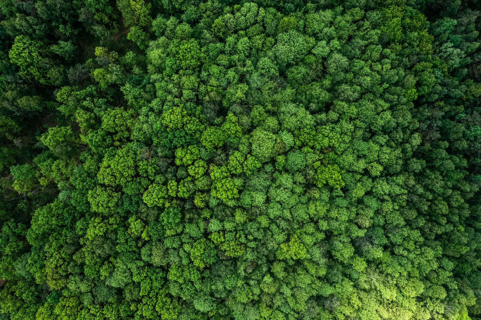 Vue aerienne de plantations et d'actifs naturels suivis par Jaspall Swiss