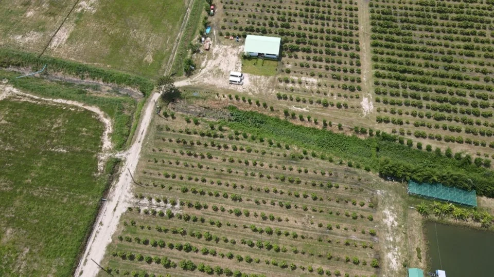 Detalle de un entorno agroforestal seguido