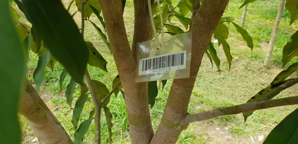 Identification label on an aquilaria tree