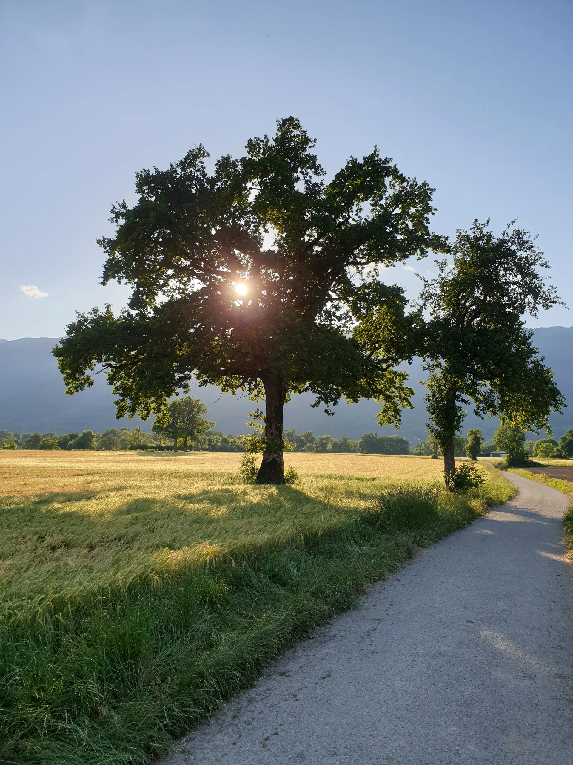 Baum mit Sonnenlicht und einem Weg im Vordergrund