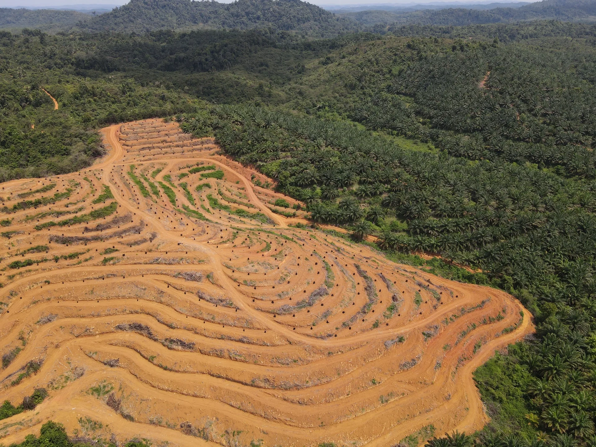 Jaspall Swiss ecosystem and agroforestry environment